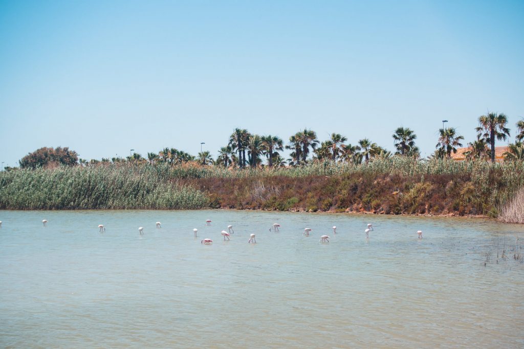 Murcia, España: Las 14 mejores cosas para hacer: Flamencos en la Reserva Natural y el puerto deportivo de Las Salinas