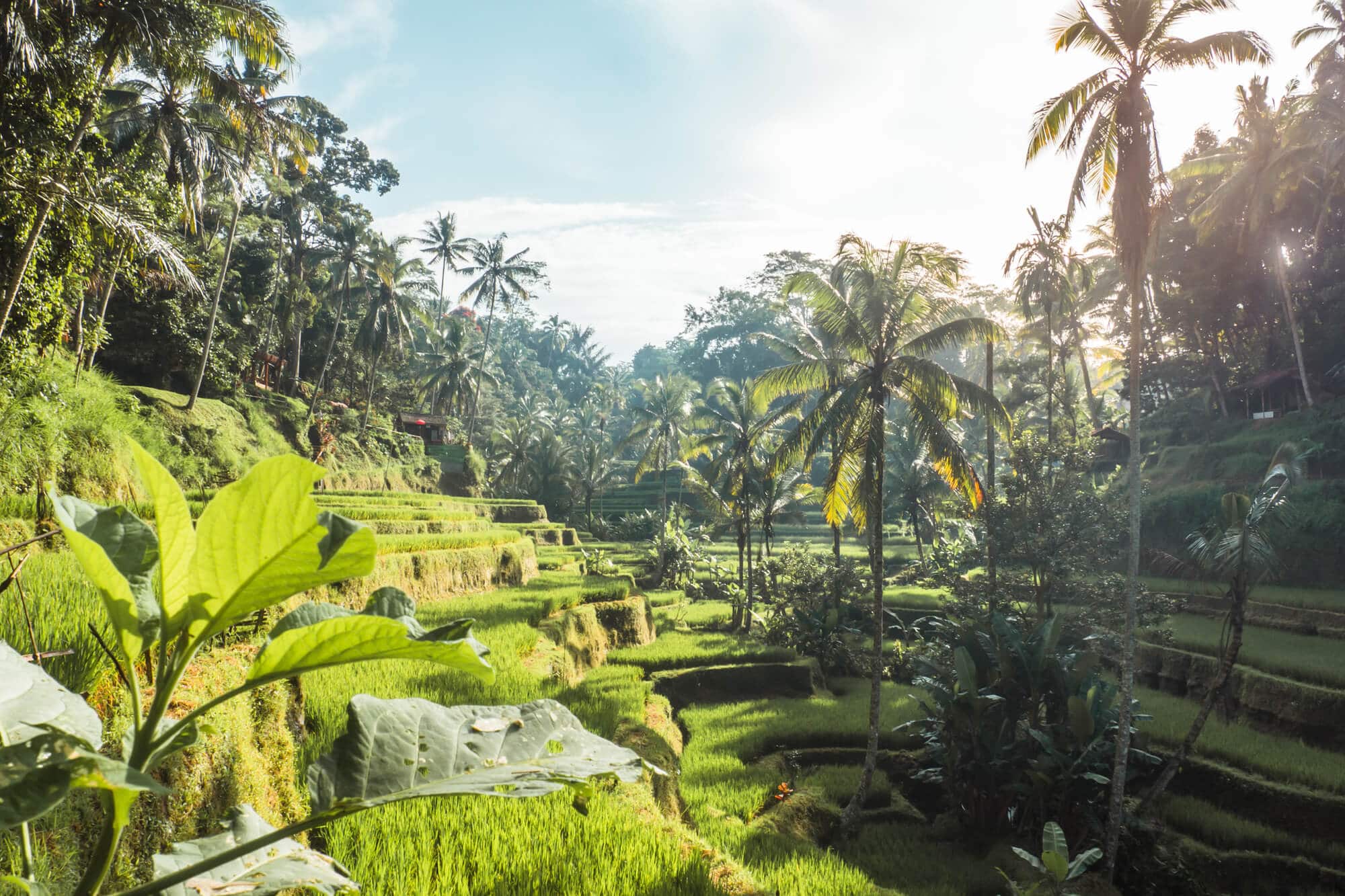 Tegalalang Rice Terrace Ubud How Where To Get The Best